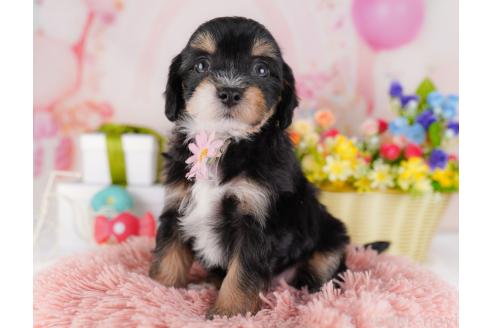 販売中の千葉県のミックス犬-381570の2枚目